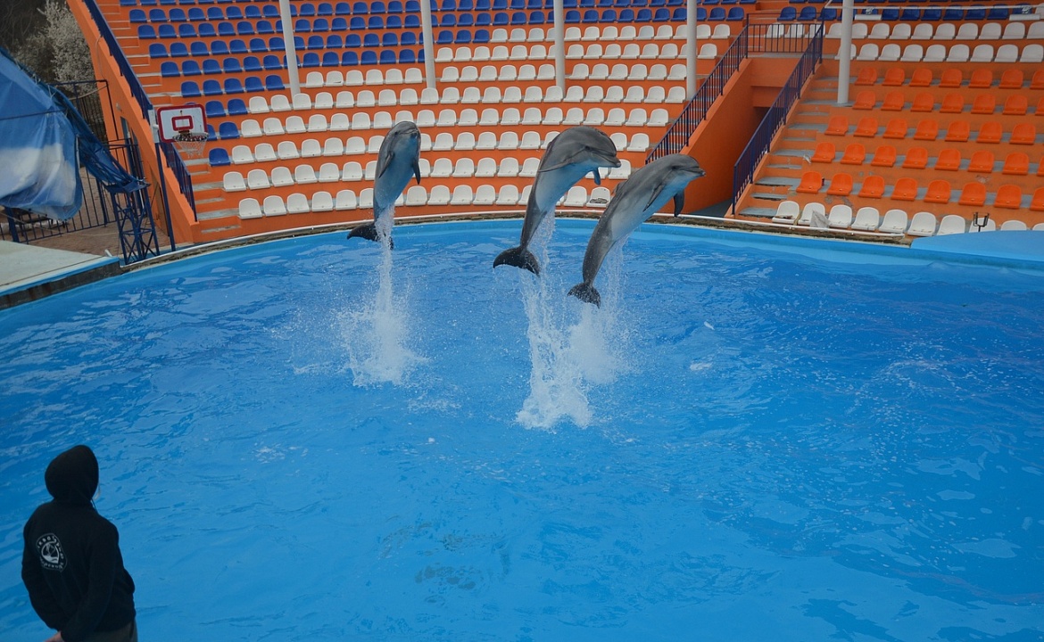 Театр морских животных «Акватория». Фото взято из группы ВКонтакте: https://vk.com/aquatoriayalta